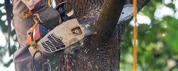 Best Tree Risk Assessment  in Laguna Hills, CA