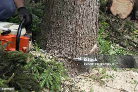 Best Tree Disease Treatment  in Laguna Hills, CA