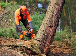 Best Tree Trimming and Pruning  in Laguna Hills, CA