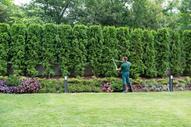 Best Tree Removal  in Laguna Hills, CA