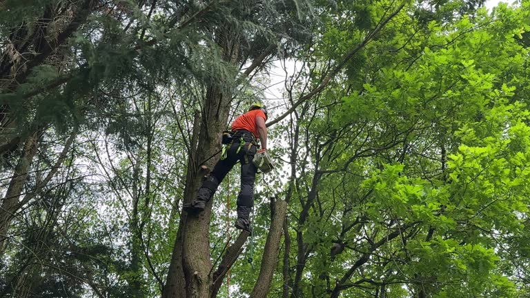 How Our Tree Care Process Works  in  Laguna Hills, CA