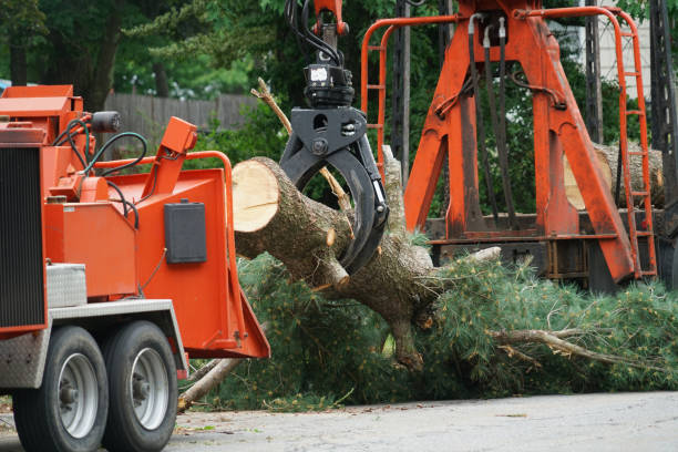 Best Aeration Services  in Laguna Hills, CA