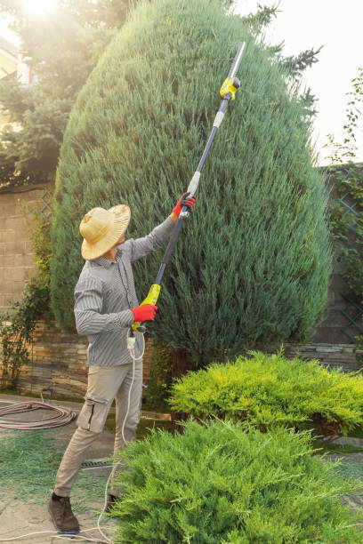 Professional Tree Services in Laguna Hills, CA