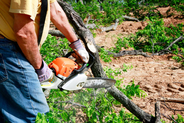 Best Seasonal Cleanup (Spring/Fall)  in Laguna Hills, CA